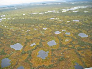 Vasyugan Swamp