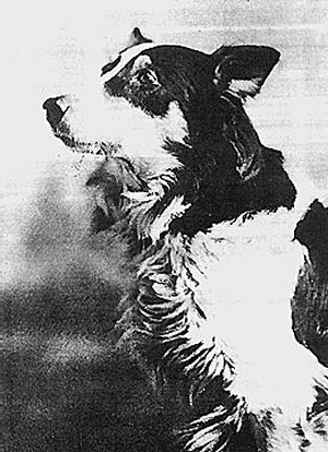 Jean, the Vitagraph Dog